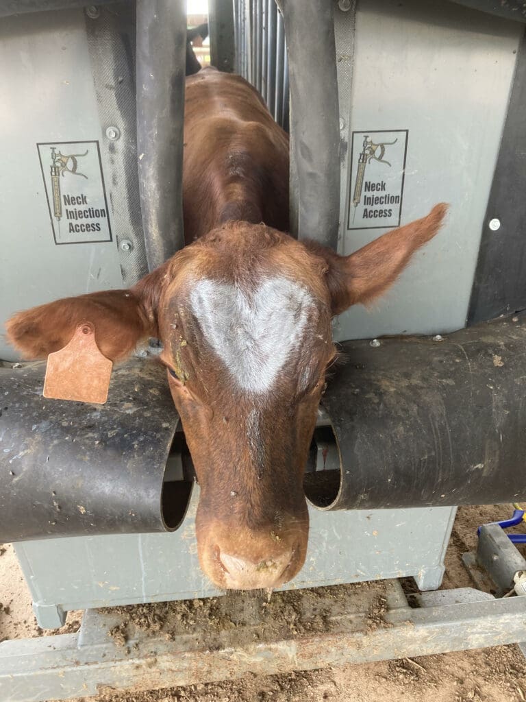 AZ Mobile vet cow image